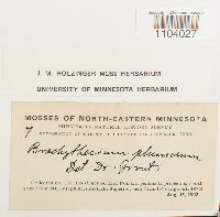 Brachythecium plumosum image