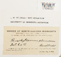 Brachythecium plumosum image