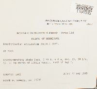 Brachythecium populeum image