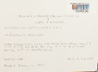 Brachythecium populeum image