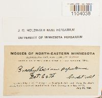 Brachythecium populeum image