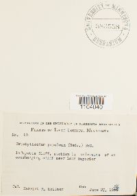 Brachythecium populeum image