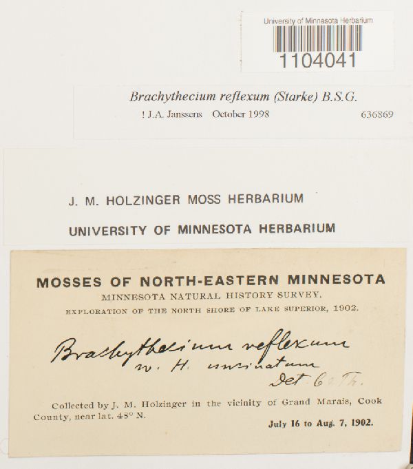 Brachythecium reflexum image