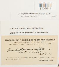 Media resource of Brachythecium reflexum