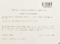 Brachythecium reflexum image