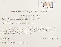 Brachythecium reflexum image