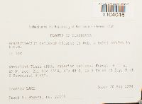 Brachythecium reflexum image