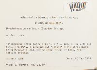 Brachythecium reflexum image