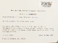 Brachythecium reflexum image