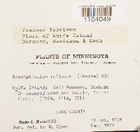 Brachythecium reflexum image