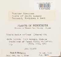 Brachythecium reflexum image