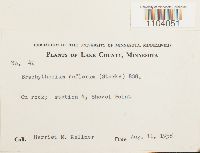 Brachythecium reflexum image