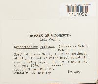 Brachythecium reflexum image