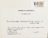 Brachythecium reflexum image