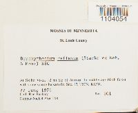 Brachythecium reflexum image