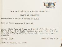 Brachythecium reflexum image