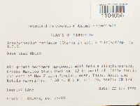 Brachythecium reflexum image