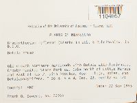 Brachythecium reflexum image