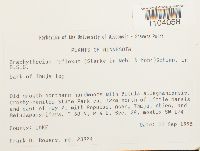 Brachythecium reflexum image