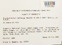 Brachythecium reflexum image