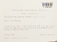 Brachythecium reflexum image