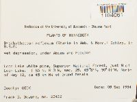 Brachythecium reflexum image