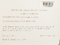 Brachythecium reflexum image