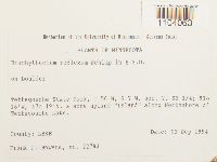 Brachythecium reflexum image