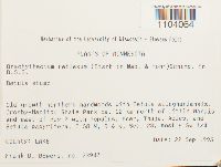 Brachythecium reflexum image