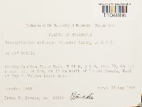 Brachythecium reflexum image