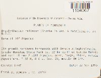 Brachythecium reflexum image