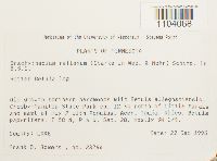 Brachythecium reflexum image