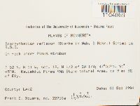 Brachythecium reflexum image