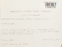 Brachythecium reflexum image