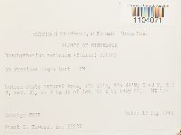 Brachythecium reflexum image