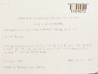 Brachythecium reflexum image