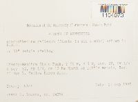 Brachythecium reflexum image