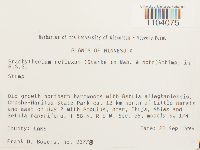 Brachythecium reflexum image