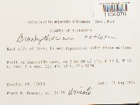 Brachythecium reflexum image