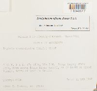 Brachythecium reflexum image