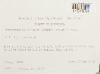 Brachythecium reflexum image