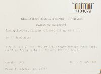 Brachythecium reflexum image