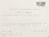 Brachythecium reflexum image