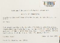 Brachythecium reflexum image