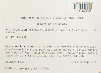 Brachythecium reflexum image