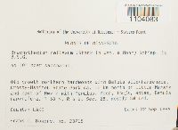 Brachythecium reflexum image