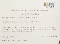 Brachythecium reflexum image