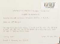 Brachythecium reflexum image