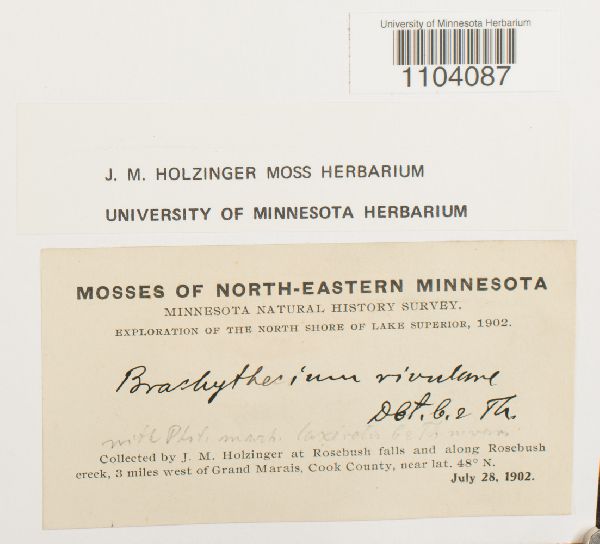 Brachythecium rivulare image