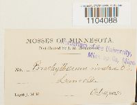 Brachythecium rivulare image